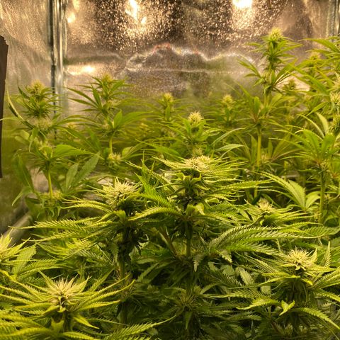 Critical growlog timeline photo