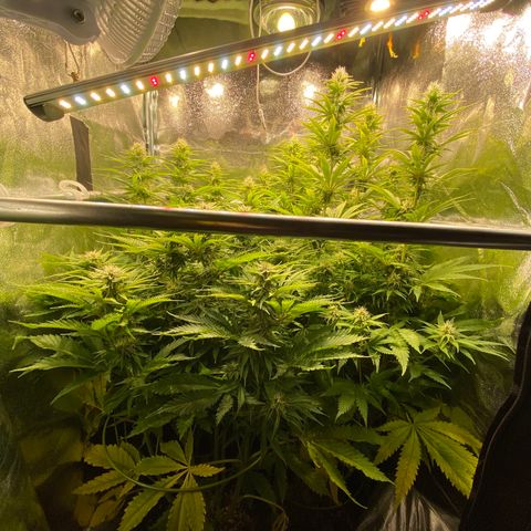 Critical growlog timeline photo