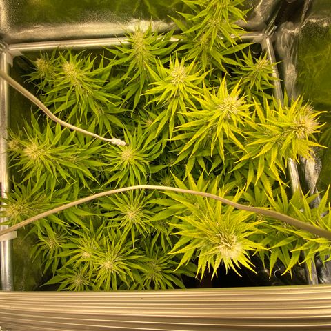 Critical growlog timeline photo