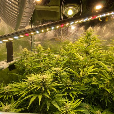 Critical growlog timeline photo