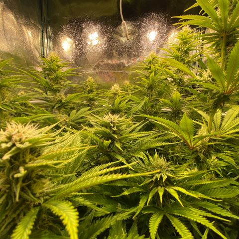 Critical growlog timeline photo