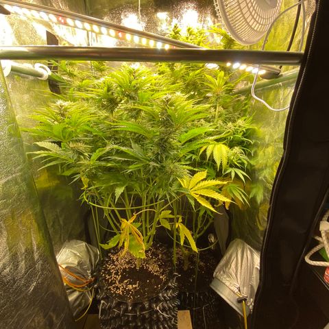 Critical growlog timeline photo
