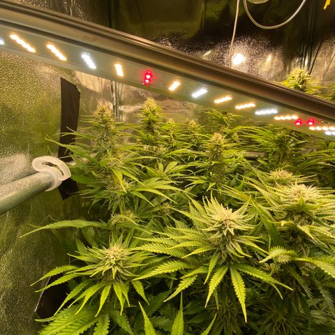 Critical growlog timeline photo