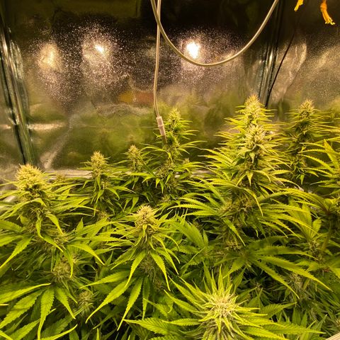 Critical growlog timeline photo