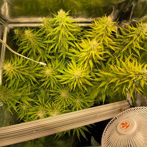 Critical growlog timeline photo