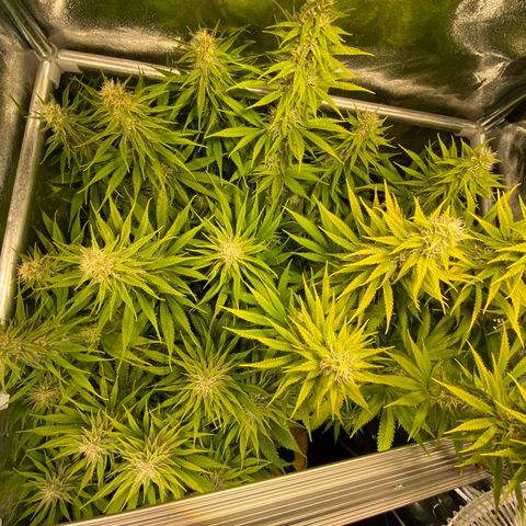 Critical growlog timeline photo