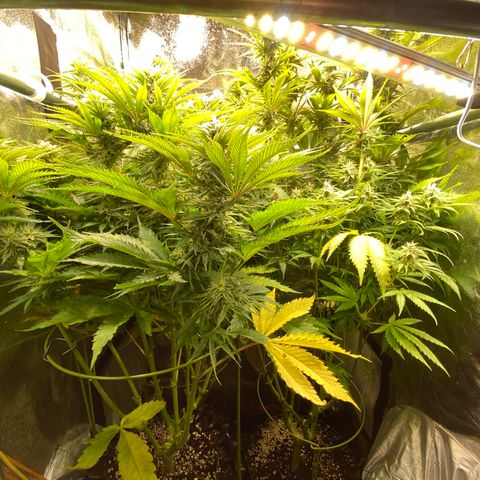 Critical growlog timeline photo