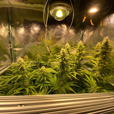 Critical growlog timeline photo