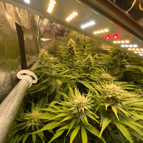 Critical growlog timeline photo