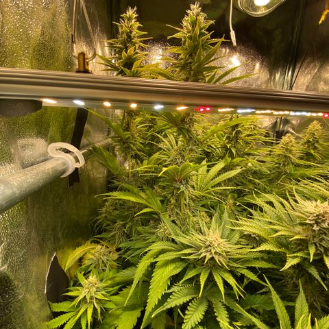 Critical growlog timeline photo