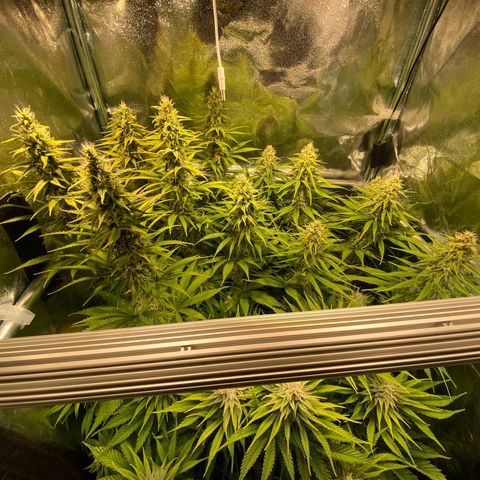 Critical growlog timeline photo
