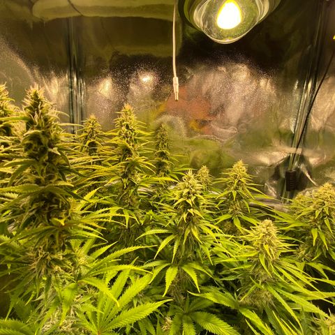 Critical growlog timeline photo