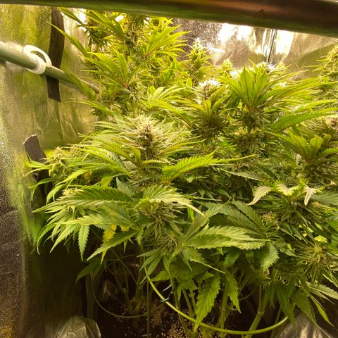 Critical growlog timeline photo