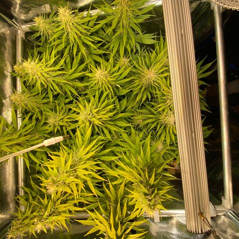 Critical growlog timeline photo