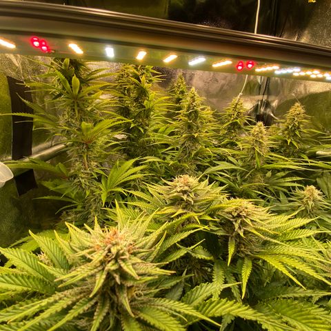 Critical growlog timeline photo