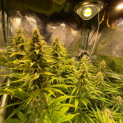 Critical growlog timeline photo