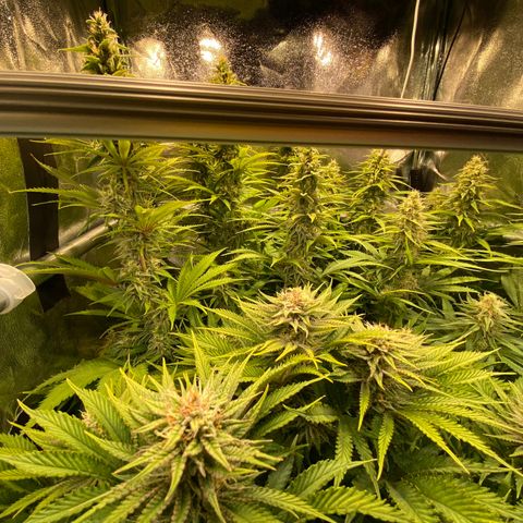 Critical growlog timeline photo