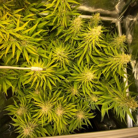 Critical growlog timeline photo