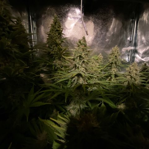 Critical growlog timeline photo