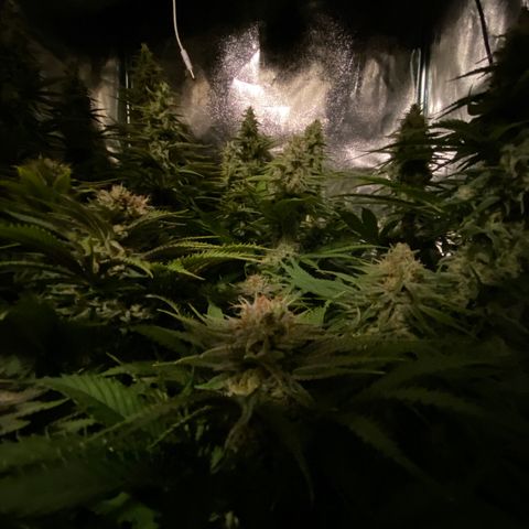 Critical growlog timeline photo