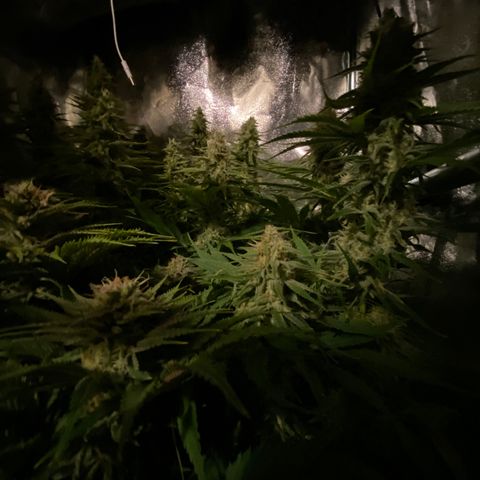 Critical growlog timeline photo