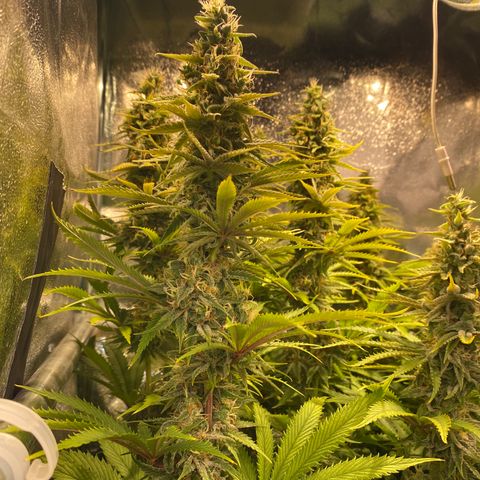 Critical growlog timeline photo