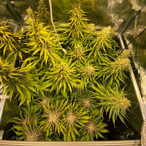 Critical growlog timeline photo