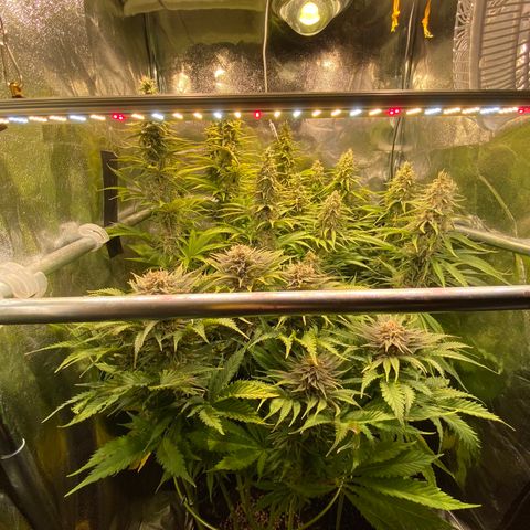 Critical growlog timeline photo