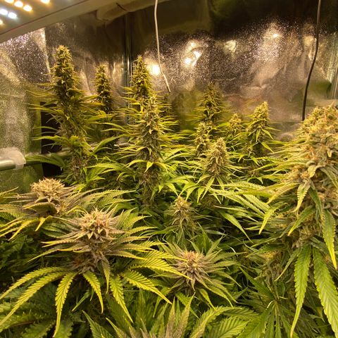 Critical growlog timeline photo