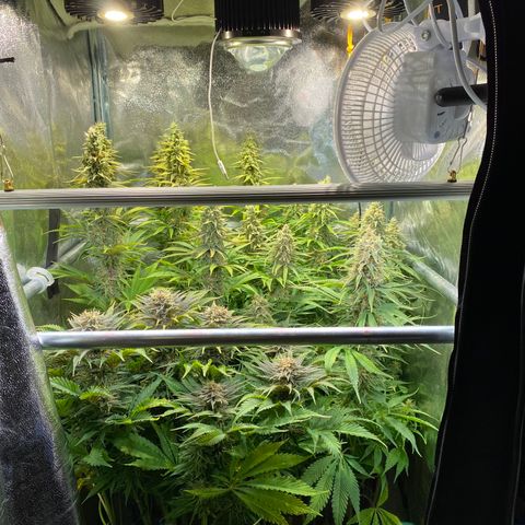Critical growlog timeline photo