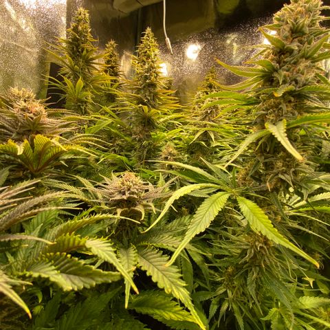 Critical growlog timeline photo