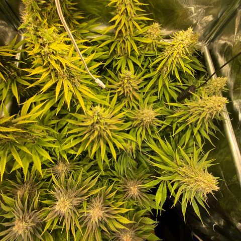 Critical growlog timeline photo