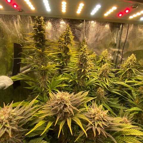 Critical growlog timeline photo
