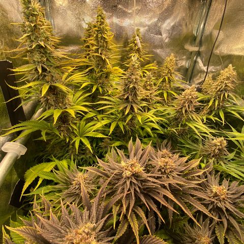 Critical growlog timeline photo