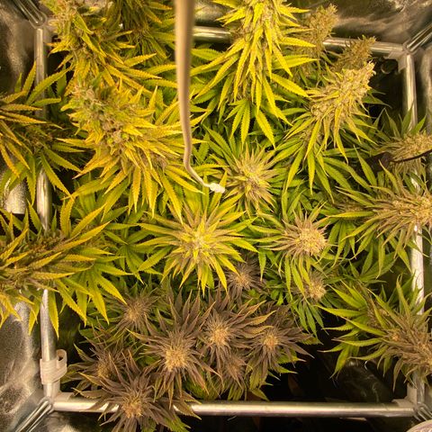Critical growlog timeline photo