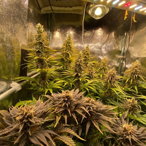 Critical growlog timeline photo