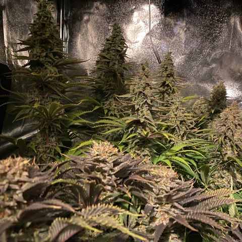 Critical growlog timeline photo