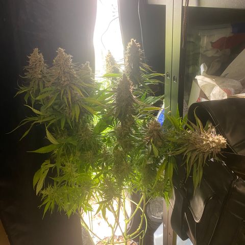 Critical growlog timeline photo