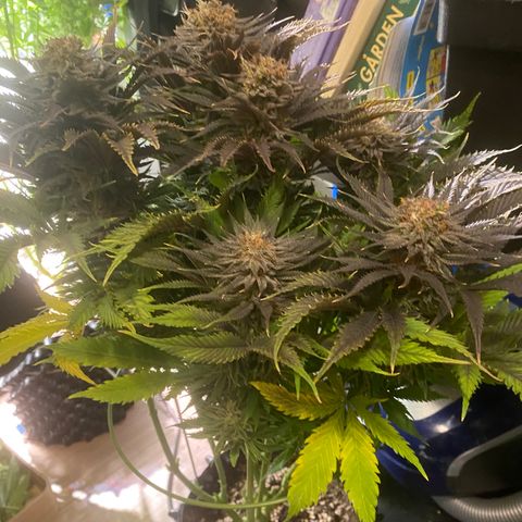 Critical growlog timeline photo