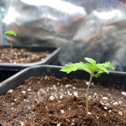 Cookies Gelato growlog timeline photo