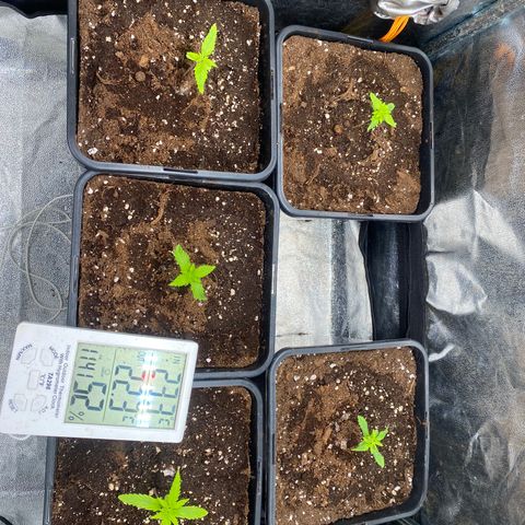 Cookies Gelato growlog timeline photo