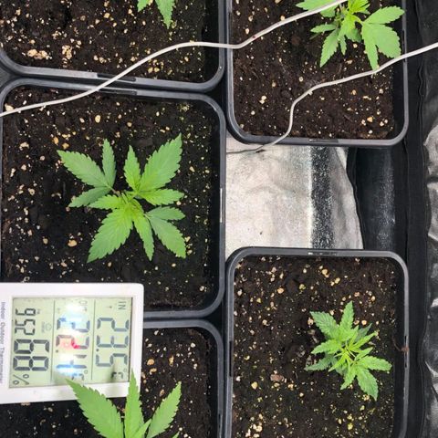 Cookies Gelato growlog timeline photo