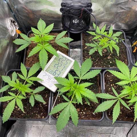 Cookies Gelato growlog timeline photo