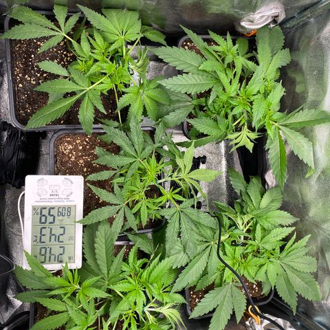 Cookies Gelato growlog timeline photo