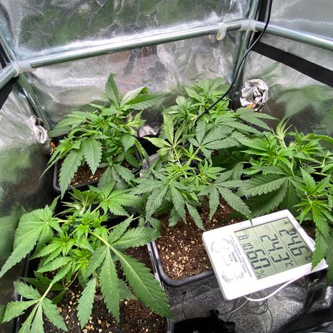 Cookies Gelato growlog timeline photo