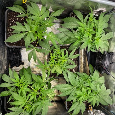 Cookies Gelato growlog timeline photo
