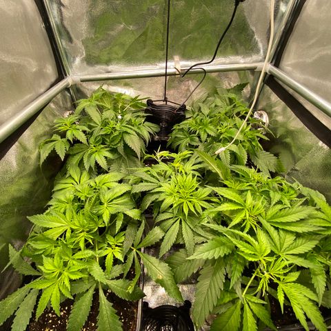 Cookies Gelato growlog timeline photo