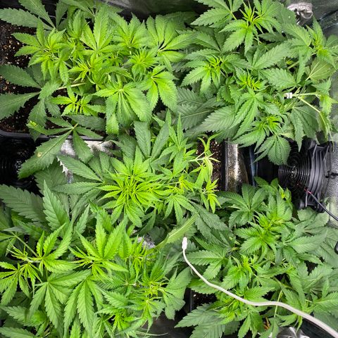 Cookies Gelato growlog timeline photo