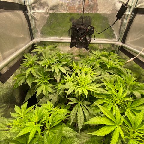 Cookies Gelato growlog timeline photo
