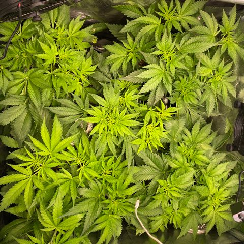 Cookies Gelato growlog timeline photo